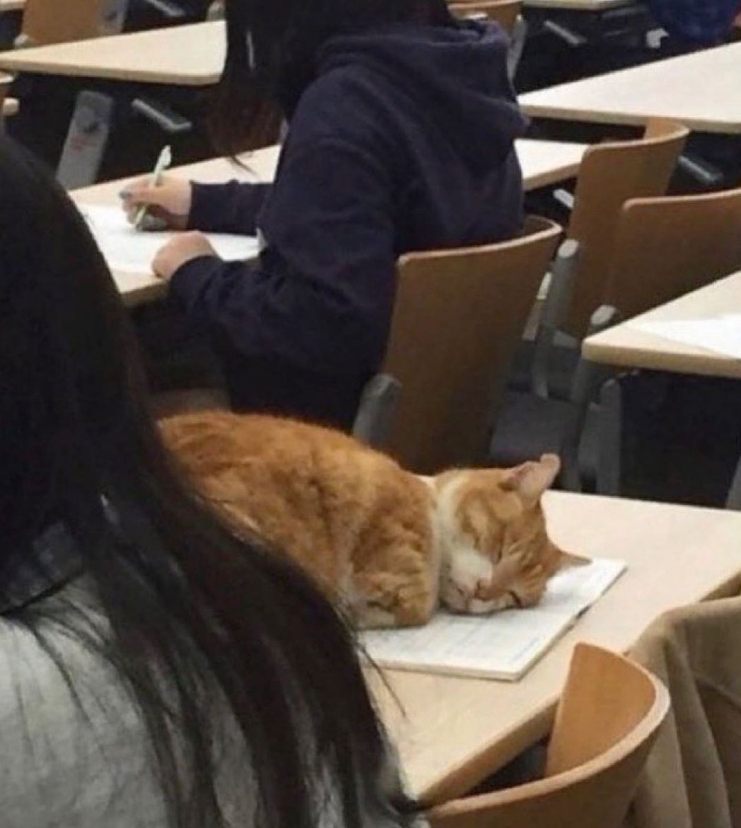Punch Cat tweet media