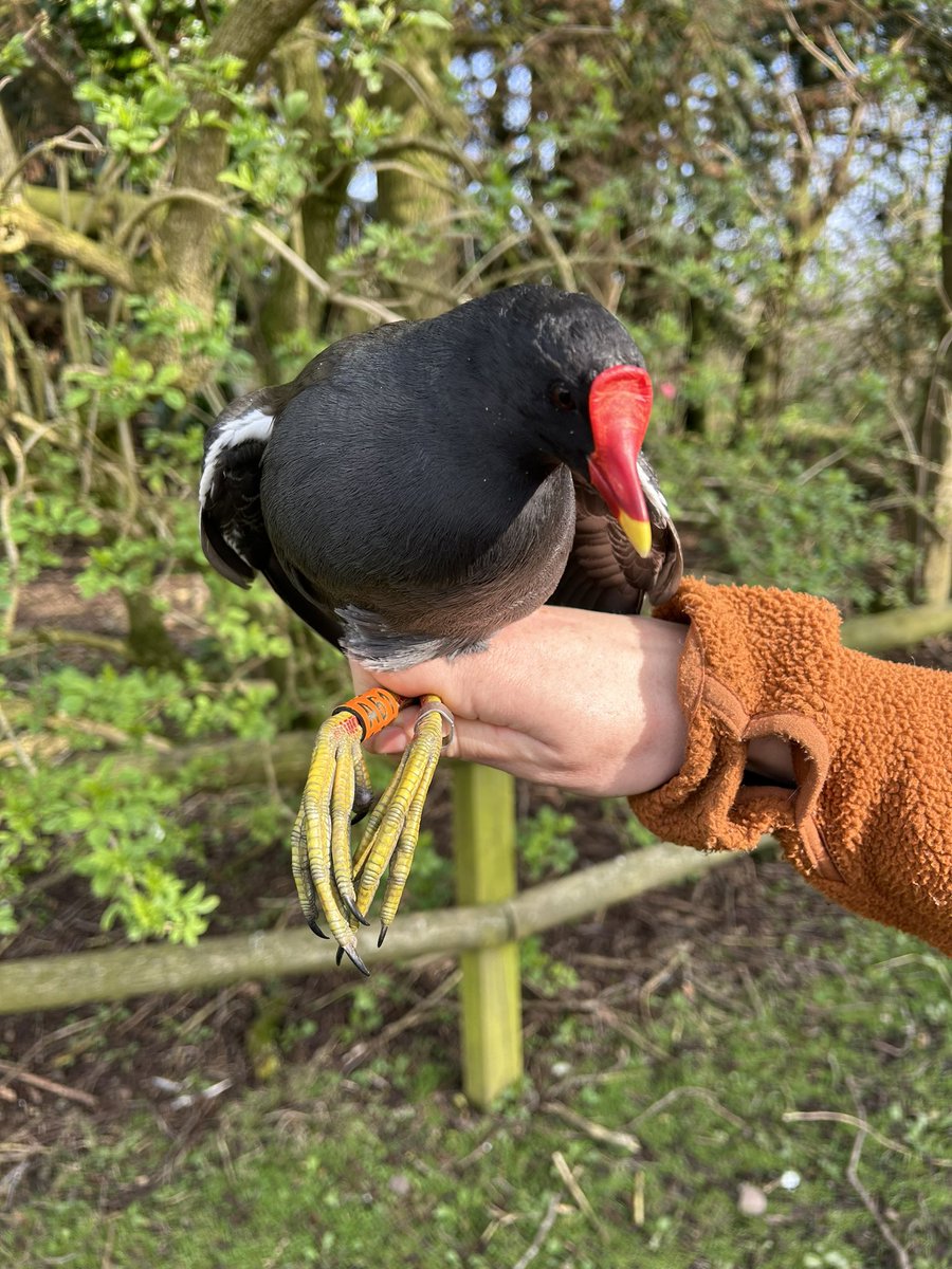 As part of Britain & Ireland colour ringing Moorhen scheme we have started a focus on this species @fotawildlife. Early days with 4 birds tagged so far and hoping to learn about longevity and dispersal so please report any sightings @NPWSIreland @BirdWatchIE @Au_Erithacus @_BTO