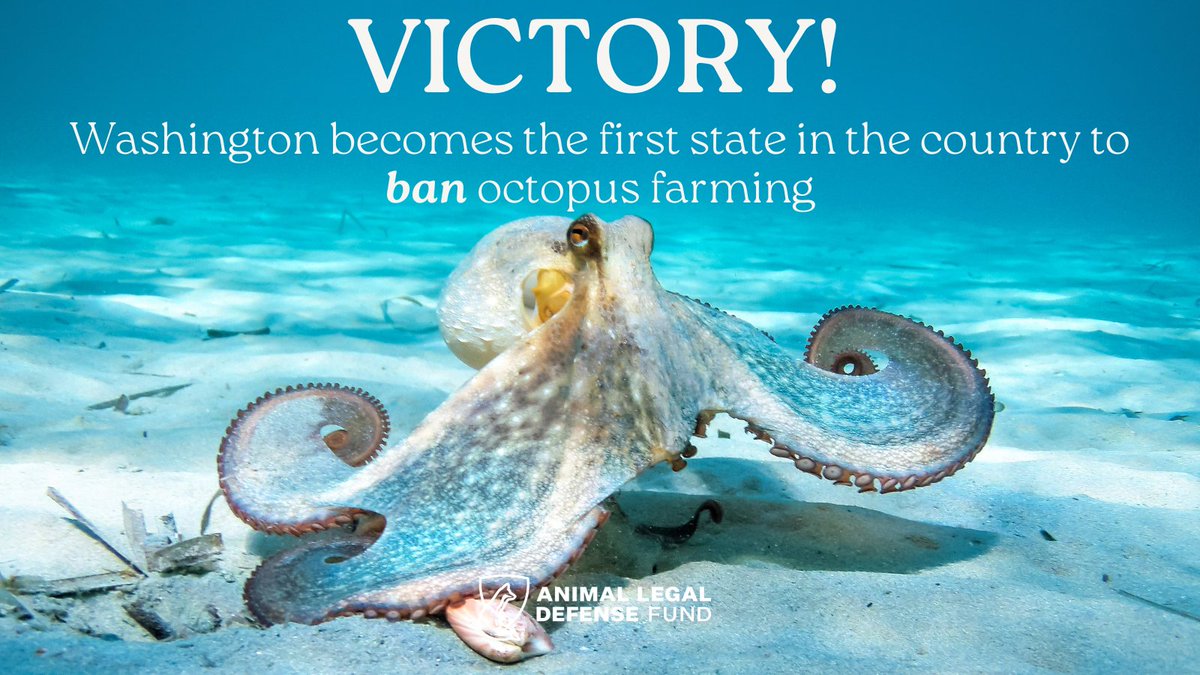 Great news! 🎉🐙 The first octopus farming ban in the country passed in Washington state and the Governor has just signed it into law! H.B. 1153 prohibits the farming of octopuses — a practice that is inhumane and carries significant environmental and public health risks.
