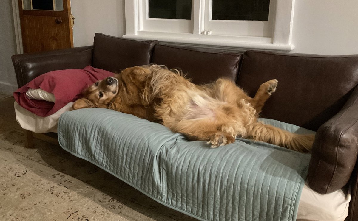 MissBaileyWoof's tweet photo. Sheesh! Do you mind? https://t.co/Jbm5AbNX13