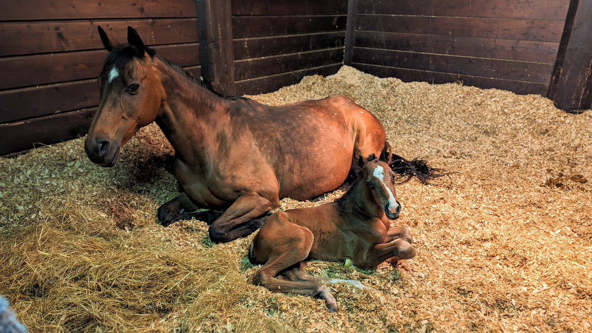 Chuffed to bits with this stunning bay filly by @NatStudStallion Stradivarius, born in the early hours yesterday. My girls last foal & I was desperate for a filly to carry on her family's legacy. #Stradivarius #GBB #Foaling #FillyFoal #RPBloodstock #RPFoalGallery