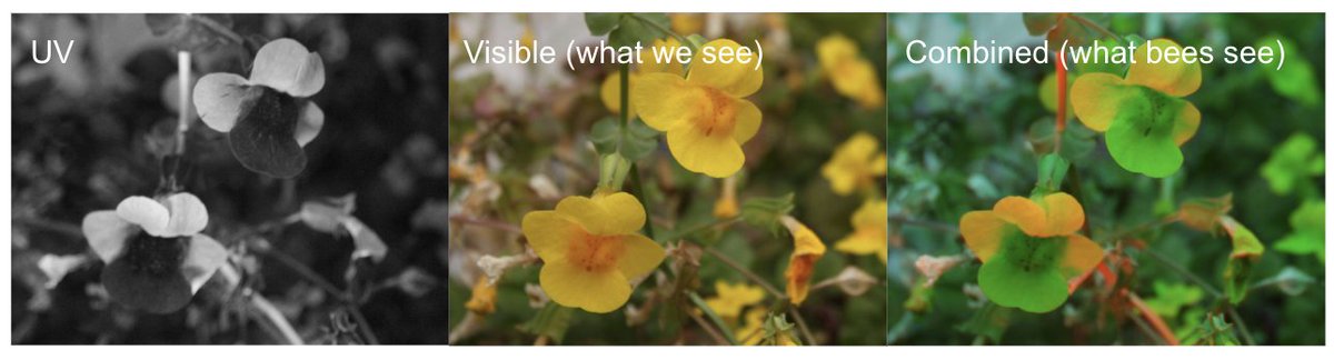 Highlighting work from the Blackman Lab! They study UV pigmentation (what pollinators see) in M. guttatus; specifically, using CRISPR to observe the role of the gene YABBY5.