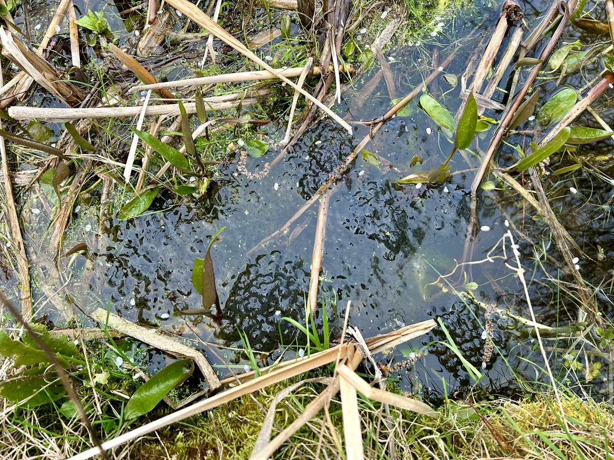 Lunchtime wilding, keeping on top of the brambles and looking after the pond @BritGeoSurvey Found some frogspawn 🐸