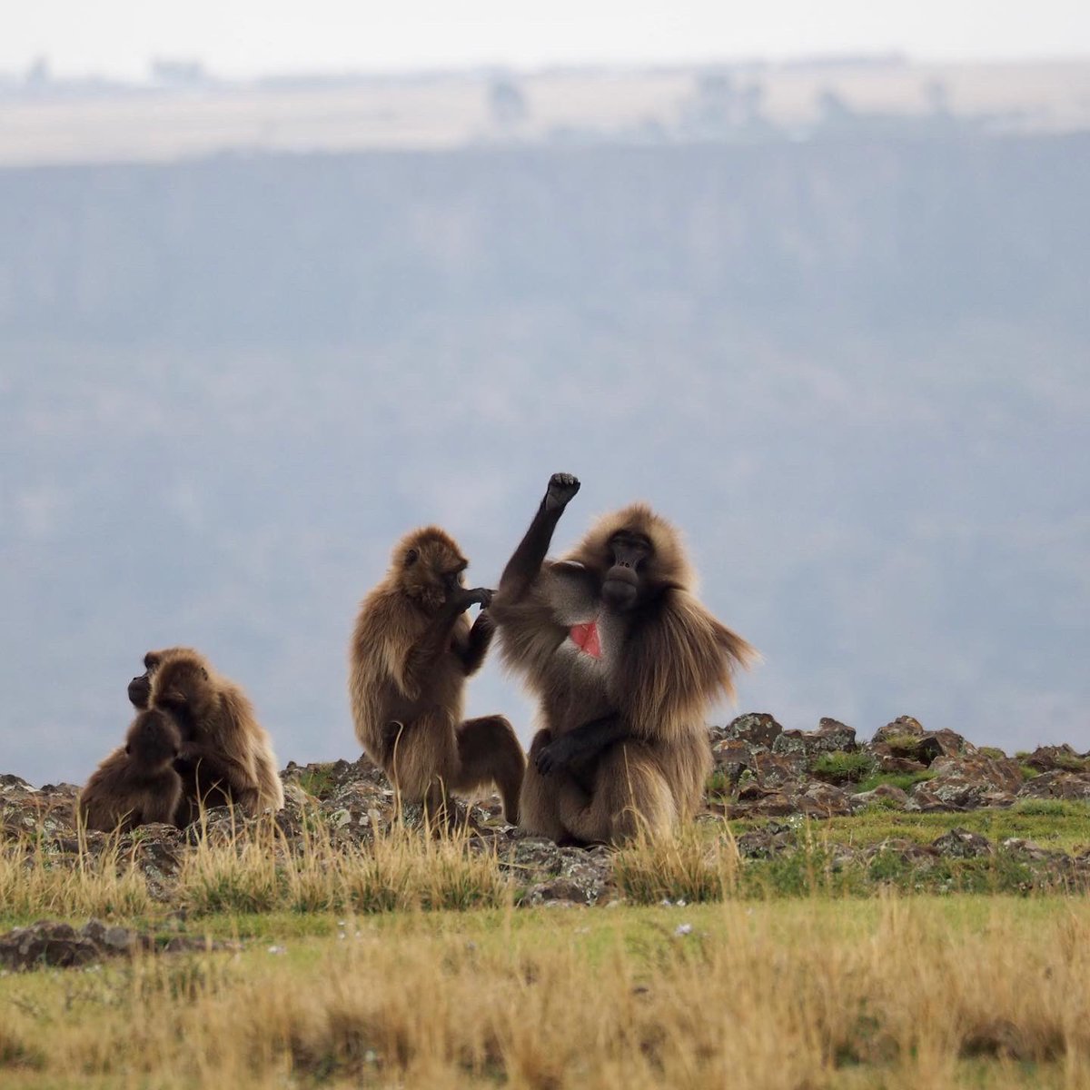 Geladas_for_Cooperation tweet media