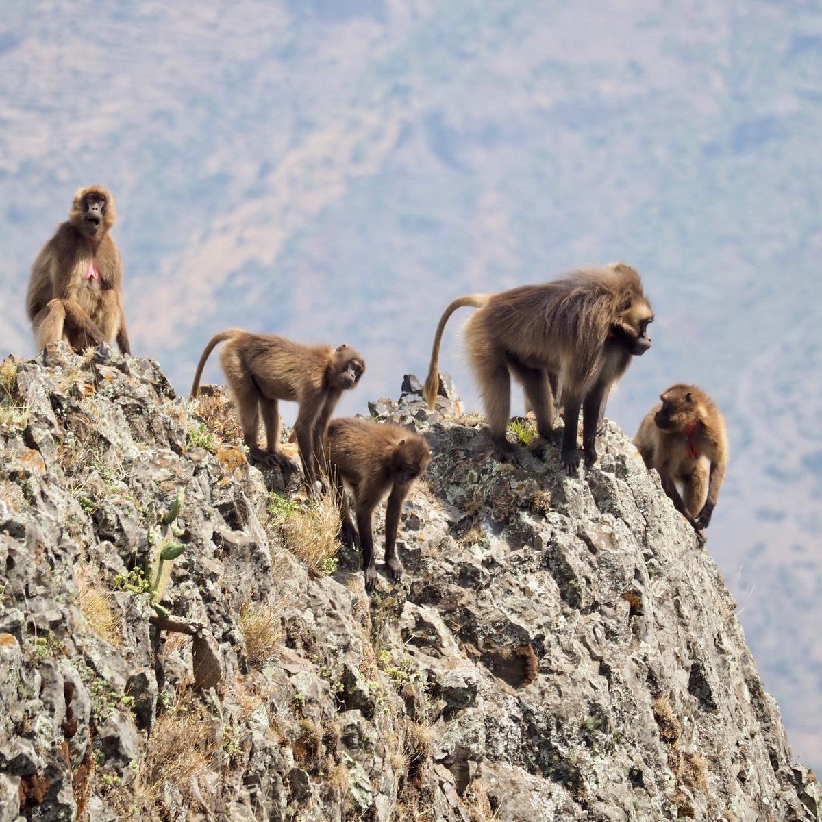 Geladas_for_Cooperation tweet media