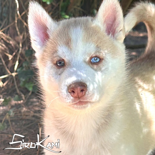 SirokamiHusky's tweet photo. WASABI DEL SIROKAMI
Macho Husky Marrón - ojos azules-verde
🚨SOLO para familias aprobadas 🚨Mira a Wasabi aquí 👇
https://t.co/Dz2FNTm1UX

#husky #cachorrohusky #siberianhusky #huskysiberiano #huskymarron #sirokami #sirokamihusky #cachorros https://t.co/NBpIQ75EdI