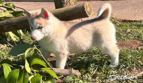 SirokamiHusky's tweet photo. WASABI DEL SIROKAMI
Macho Husky Marrón - ojos azules-verde
🚨SOLO para familias aprobadas 🚨Mira a Wasabi aquí 👇
https://t.co/Dz2FNTm1UX

#husky #cachorrohusky #siberianhusky #huskysiberiano #huskymarron #sirokami #sirokamihusky #cachorros https://t.co/NBpIQ75EdI
