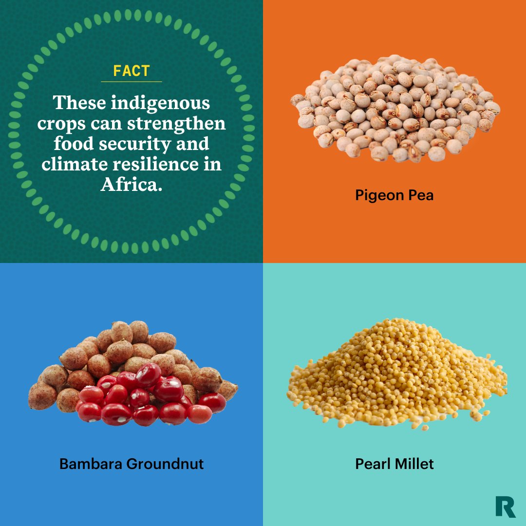 #DYK African traditional crops like pearl millet, pigeon pea and Bambara nut aren’t just nutritious – they’re resilient in the face of extreme weather. Our new reports outline how investing in traditional crops can boost nutrition. Read more here: rockfound.link/3VgLIOI