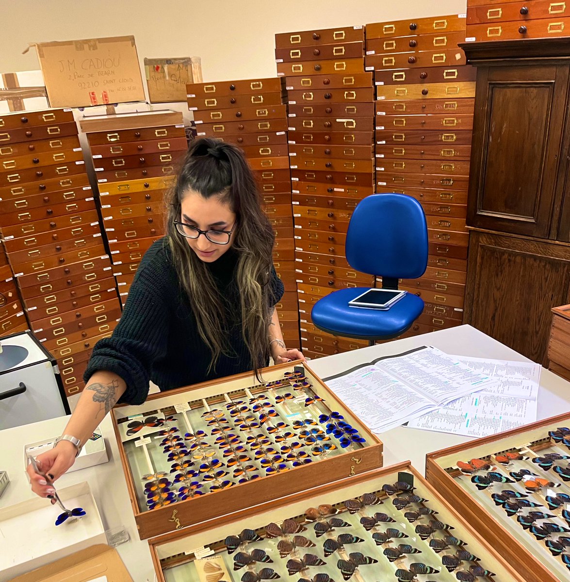 BuggyLadwa's tweet photo. It’s good to be back! 🦋a very successful day 1 of specimen imaging for my PhD thesis! @NHM_London @DrButterflyH @NHM_Students #PhD #butterflies #colouration #Ecology #Researchproject #entomology #NaturalHistory https://t.co/Kcx65aIsGb