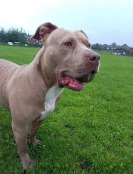 #LOST #DOG BELLA 
Adult #Female #AmericanBulldog Champagne & White Scar on Chin
#Missing from #Brookehouse field near the #Brookhouse Community Centre #Eccles 
#GreaterManchester #M30 North West 
Saturday 9th March 2024 
#DogLostUK #Lostdog #ScanMe 

doglost.co.uk/dog/190997