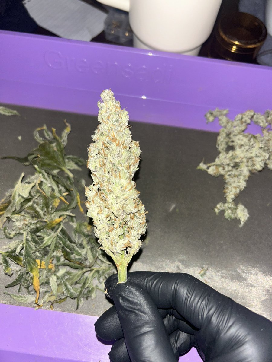 BuschWookieIAM's tweet photo. Crinkleberry 🍓 Auto trimmed and in jars, absolutely covered in trichomes 🥶#Cannabiscommunity #autoflowers #homegrown https://t.co/DQlqRzs5sK