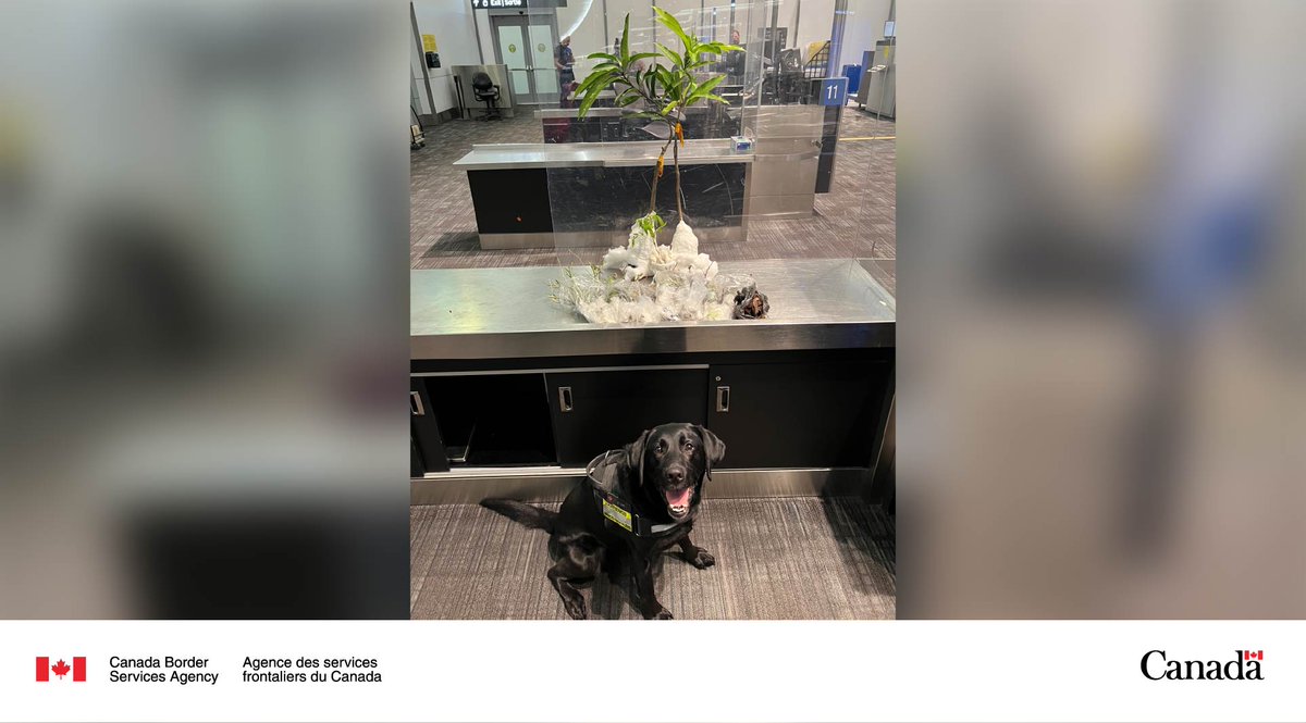 A round of “appaws” for #DetectorDog Olga who intercepted rooted trees with soil from entering Canada. This #CBSA seizure helps protect our ecosystems as plants can harbour pests, diseases and invasive species. More: cbsa-asfc.gc.ca/services/fpa-a…