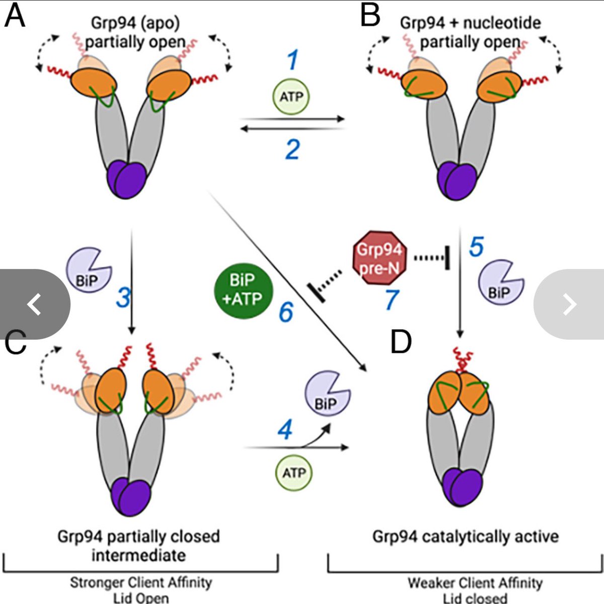 Zihai Li, MD, PhD (@zihai) on Twitter photo Congrats to <a href="/ysarfowah/">Yaa Amankwah</a> <a href="/KravatsLab/">Andrea Kravats</a> and co-authors for uncovering important structural transitions in the chaperone activities of Grp94 (aka gp96, endoplasmin, ERp99, Hsp90b1). Honored to play a small role here. doi.org/10.1073/pnas.2… Congrats to <a href="/ysarfowah/">Yaa Amankwah</a> <a href="/KravatsLab/">Andrea Kravats</a> and co-authors for uncovering important structural transitions in the chaperone activities of Grp94 (aka gp96, endoplasmin, ERp99, Hsp90b1). Honored to play a small role here. doi.org/10.1073/pnas.2…