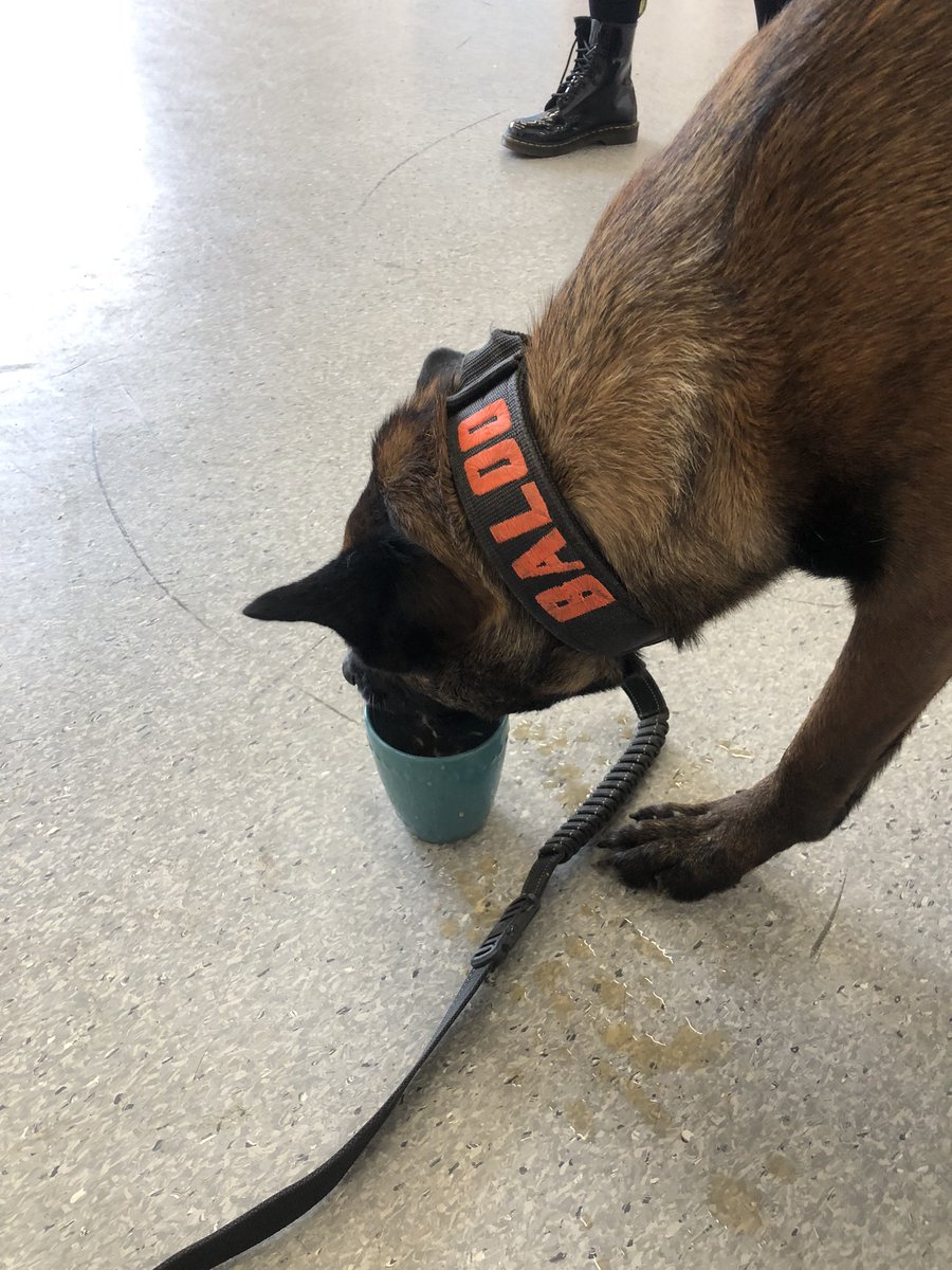 Great day today. @PBaloo met all the children at #beckersgreenprimaryschool and then back to @EPBraintree to meet the cops to spread some smiles 💙 @OscarKiloUK @OscarKiloNine #wellbeingdog