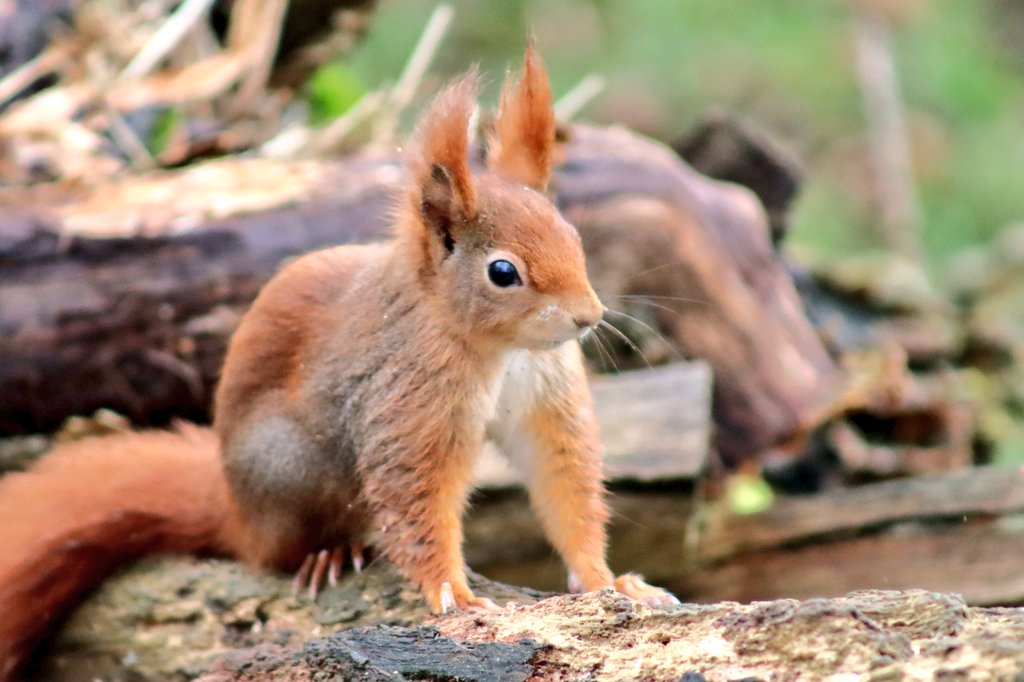 madsnaturepics (@madsnaturepics) on Twitter photo Took a picture of this lovely red squirrel at <a href="/YorksArboretum/">Yorkshire Arboretum</a> 🌲 this week, so amazing to see one for the first time ❤️ Took a picture of this lovely red squirrel at <a href="/YorksArboretum/">Yorkshire Arboretum</a> 🌲 this week, so amazing to see one for the first time ❤️