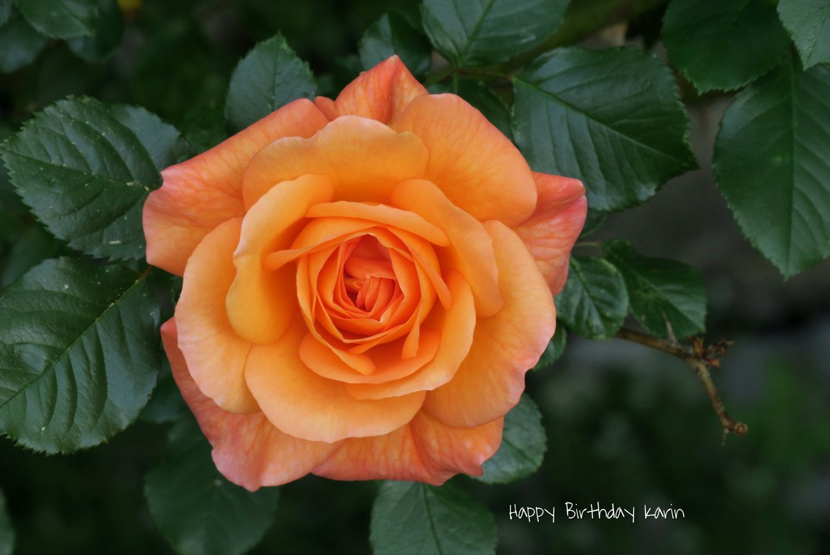 #HappyBirthday 🌸😊🌸 <a href="/KarinProia/">Karin Proia</a>