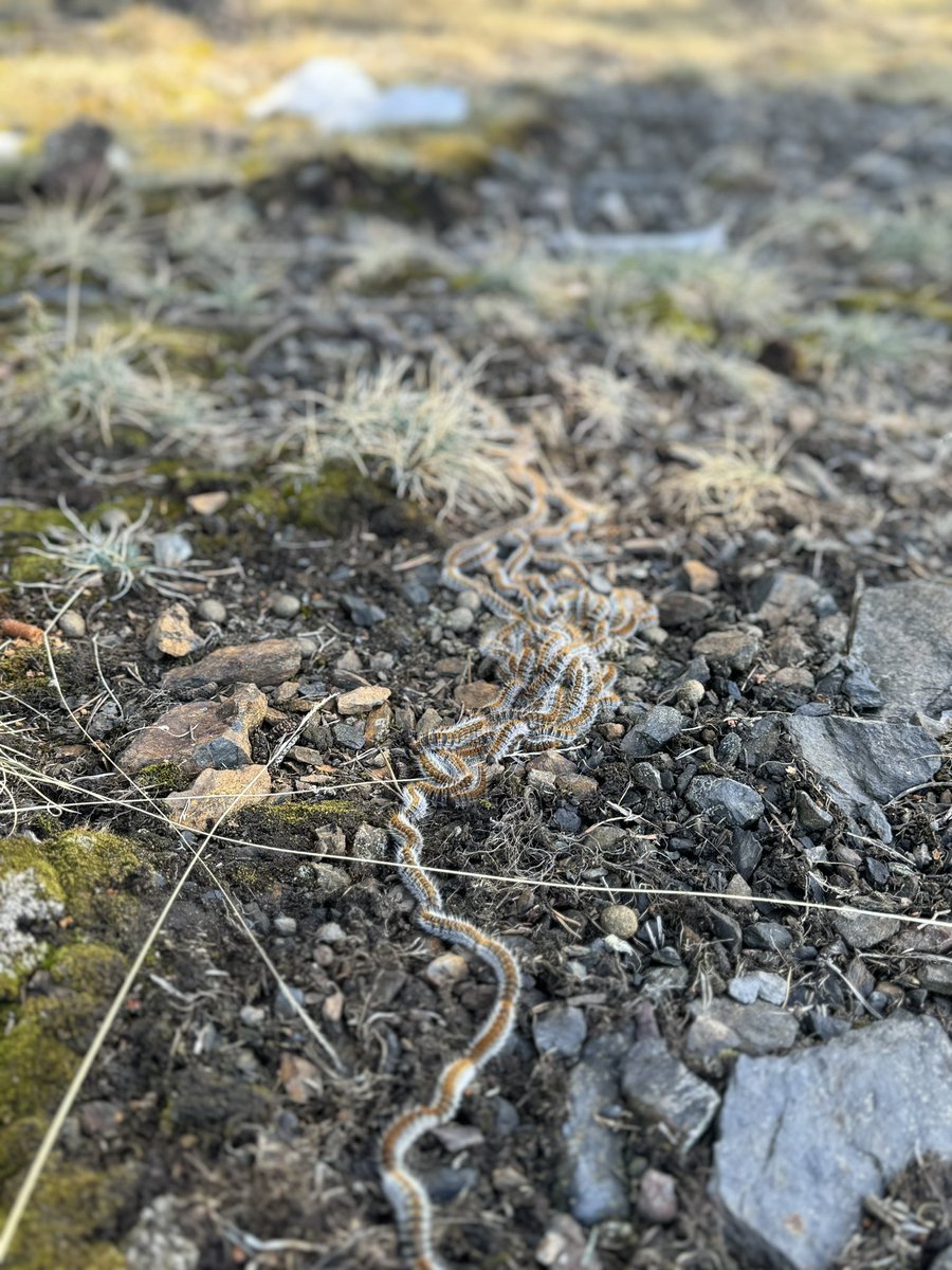 kilianj's tweet photo. Una de les coses que mes m’ha sorprés aquests dies a la Cerdanya ha sigut la gran quantitat de Processionària que hi ha! Si en voleu saber mes aqui hi ha un bon article: https://t.co/xnLqn1i5BO https://t.co/BFu6qPdFr1
