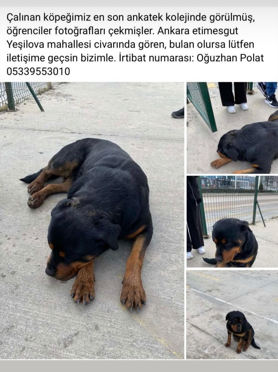 gelpissigel's tweet image. Ankara lütfen görürseniz iletişime geçin ne olur 🙏🏻🙏🏻