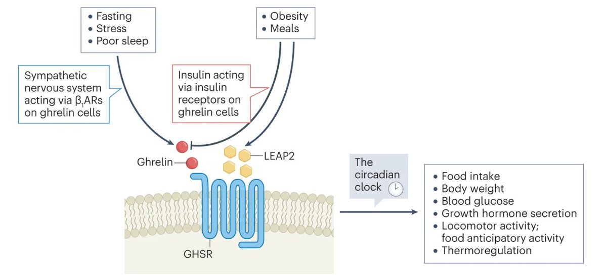 In our April issue: a Review from @soumkulkarni, @omsinghneurosci and @ZigmanLab on the intersection between ghrelin, metabolism and circadian rhythms (£) go.nature.com/3VgkCY0 @UTSWNews @UTSWBrain @UTSWInternalMed