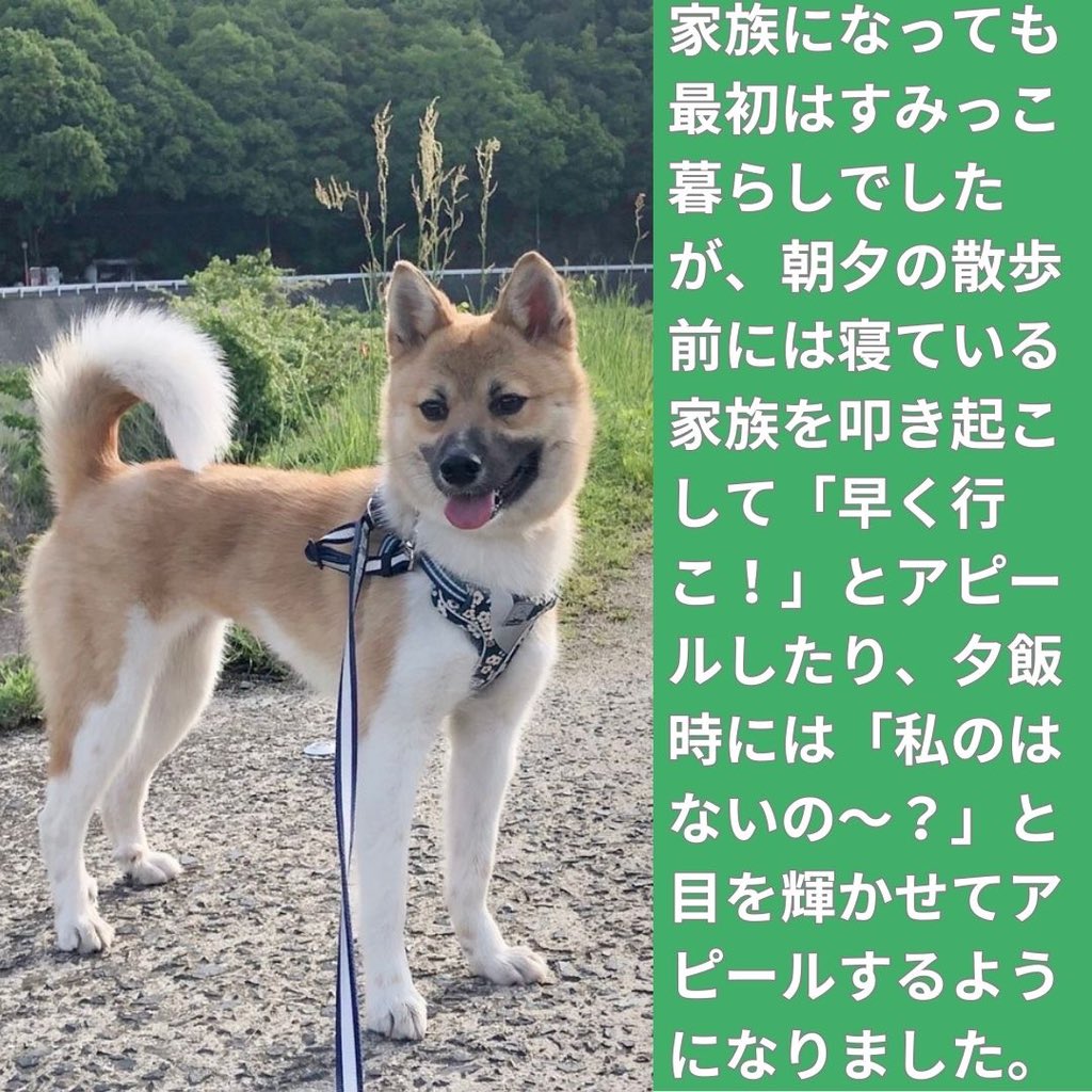 PeaceWankoJapan's tweet photo. 【幸せになったワンコたち！】
ピースワンコに保護されたあと、本当の家族に出会って幸せになったワンコたちをご紹介します！里親さまからのメッセージとワンコの様子、ぜひご覧ください。

〇幸ちゃん（女の子）
・保護された日：2021/12/14（推定3ヵ月）
・卒業した日：2022/03/26（推定6ヵ月）
・卒業した譲渡センター：福山譲渡センター @pwj_fukuyama
・卒業までの名前：幸

〇里親様からのメッセージ
犬舎のすみっこで震えていた小さな「幸」ちゃんに惹かれ、家族に迎え入れることを決めて2年が経とうとしています。

我が家に来ても相変わらずすみっこぐらしでしたが、朝夕の散歩前には、寝ている家族を叩き起こして「早く行こ！」とアピールしたり、夕飯時には「私にはないの～？」と目を輝かせてアピールします。迎え入れる際の怯えた「幸」ちゃんからは想像できない姿を日々家族で楽しみ、ゆーっくりですが「幸」ちゃんのペースで家族になっています。

「幸」ちゃんを迎えたことで、家族での共通の会話も増え、ツンデレなところも幸ちゃんの推しポイントです。

犬を飼う際に、保護犬を迎え入れるという選択肢が増えることを願っています。
「幸」ちゃん家族になってくれてありがとう���

🐾------------------------------🐾
ピースワンコは、皆さまからのご寄付だけで活���しています。全国の「殺処分ゼロ」をこれからの10年で本気で実現するために、私たちの活動を「#ワンだふるサポーター」で支えてください。
＼ 命を救い、幸せにするために ／
   👉 https://t.co/EkKAEFLnbU
🐾------------------------------🐾

#ピースワンコ #pwj #広島県 #神石高原町 #保護犬 #犬 #ワンコ #dog #ビフォーアフター #卒業犬 #保護犬を家族に #保護犬を家族に迎えるという選択肢 #保護犬猫を迎える選択肢 #いぬのいる暮らし #犬との生活 #イヌ #雑種 #mix #ピースワンコジャパン #ピースウィンズジャパン #dogstagram #instadog #rescuedog #犬好きな人と繋がりたい #里親募集中 #家族募集中 #保護犬と暮らそう #野犬も可愛いぞ #拡散希望 #ふるさと納税