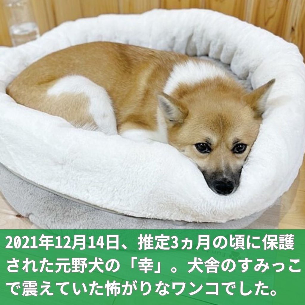 PeaceWankoJapan's tweet photo. 【幸せになったワンコたち！】
ピースワンコに保護されたあと、本当の家族に出会って幸せになったワンコたちをご紹介します！里親さまからのメッセージとワンコの様子、ぜひご覧ください。

〇幸ちゃん（女の子）
・保護された日：2021/12/14（推定3ヵ月）
・卒業した日：2022/03/26（推定6ヵ月）
・卒業した譲渡センター：福山譲渡センター @pwj_fukuyama
・卒業までの名前：幸

〇里親様からのメッセージ
犬舎のすみっこで震えていた小さな「幸」ちゃんに惹かれ、家族に迎え入れることを決めて2年が経とうとしています。

我が家に来ても相変わらずすみっこぐらしでしたが、朝夕の散歩前には、寝ている家族を叩き起こして「早く行こ！」とアピールしたり、夕飯時には「私にはないの～？」と目を輝かせてアピールします。迎え入れる際の怯えた「幸」ちゃんからは想像できない姿を日々家族で楽しみ、ゆーっくりですが「幸」ちゃんのペースで家族になっています。

「幸」ちゃんを迎えたことで、家族での共通の会話も増え、ツンデレなところも幸ちゃんの推しポイントです。

犬を飼う際に、保護犬を迎え入れるという選択肢が増えることを願っています。
「幸」ちゃん家族になってくれてありがとう���

🐾------------------------------🐾
ピースワンコは、皆さまからのご寄付だけで活���しています。全国の「殺処分ゼロ」をこれからの10年で本気で実現するために、私たちの活動を「#ワンだふるサポーター」で支えてください。
＼ 命を救い、幸せにするために ／
   👉 https://t.co/EkKAEFLnbU
🐾------------------------------🐾

#ピースワンコ #pwj #広島県 #神石高原町 #保護犬 #犬 #ワンコ #dog #ビフォーアフター #卒業犬 #保護犬を家族に #保護犬を家族に迎えるという選択肢 #保護犬猫を迎える選択肢 #いぬのいる暮らし #犬との生活 #イヌ #雑種 #mix #ピースワンコジャパン #ピースウィンズジャパン #dogstagram #instadog #rescuedog #犬好きな人と繋がりたい #里親募集中 #家族募集中 #保護犬と暮らそう #野犬も可愛いぞ #拡散希望 #ふるさと納税