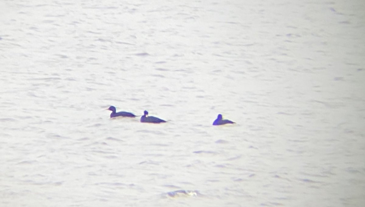 3 Drake Common Scoter on Elton res this am. Also Dunlin, Curlew, 2 Oyc, Fieldfare, 5 little egret, 386 Woodpigeon and 20 mpipit north