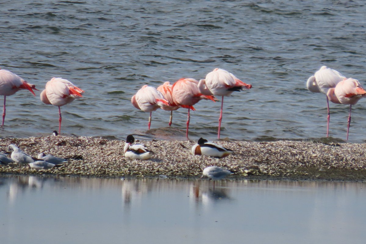 wadloveranja's tweet photo. #rotgans #Flamingo #heggenmus #Battenoord https://t.co/7sF8dhNNUF