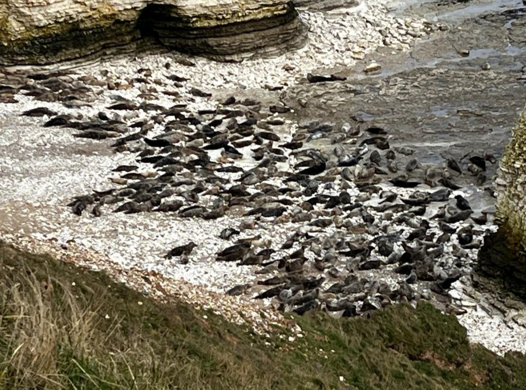YaTHMarineUnit's tweet photo. Lots of seals seen at Flamborough head today by UWSU officers searching for a missing person. Many are young pups and likely resting from recent heavy seas. Please don't approach resting seals, this can cause them great distress. Adult seals will defend pups aggressively. https://t.co/bsLJbtkgLZ
