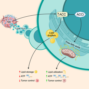Waggoner Lab (@labwaggoner) on Twitter photo Acetyl-CoA carboxylase obstructs CD8+ T cell lipid utilization in the tumor microenvironment <a href="/Cell_Metabolism/">Cell Metabolism</a> <a href="/ThaxtonLab/">Thaxton Lab</a>
cell.com/cell-metabolis… Acetyl-CoA carboxylase obstructs CD8+ T cell lipid utilization in the tumor microenvironment <a href="/Cell_Metabolism/">Cell Metabolism</a> <a href="/ThaxtonLab/">Thaxton Lab</a>
cell.com/cell-metabolis…