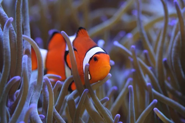 Clownfish have a unique ability to live safely among sea anemones thanks to a protective mucus layer on their skin. In return for protection, they provide food scraps and remove parasites.

#ClownfishFacts #UnderwaterWonders #MarineLife #OceanBiodiversity fantasticaquariums.com/ocellaris-clow…