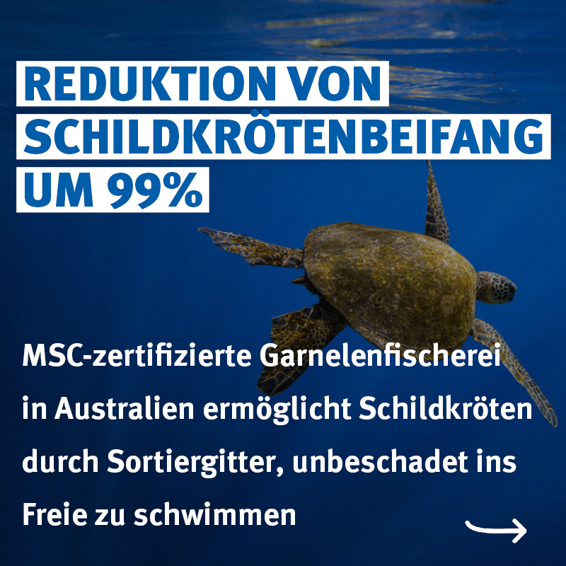 MSC_Fisch's tweet photo. 🇦🇺 🐢 Durch den Einsatz von Ausschlussvorrichtungen konnte eine MSC-zertifizierte Garnelenfischerei den #Beifang von #Schildkröten um 99% zu reduzieren 👏 
💸Durch Forschungsgelder des MSC wird nun intensiv daran gearbeitet, Sägefische zu schützen 👉 https://t.co/2OtupI9dSv https://t.co/KaiDC31bb0
