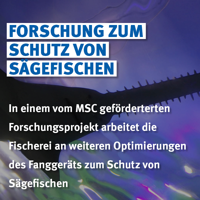 MSC_Fisch's tweet photo. 🇦🇺 🐢 Durch den Einsatz von Ausschlussvorrichtungen konnte eine MSC-zertifizierte Garnelenfischerei den #Beifang von #Schildkröten um 99% zu reduzieren 👏 
💸Durch Forschungsgelder des MSC wird nun intensiv daran gearbeitet, Sägefische zu schützen 👉 https://t.co/2OtupI9dSv https://t.co/KaiDC31bb0
