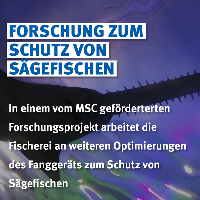 MSC_Fisch tweet picture