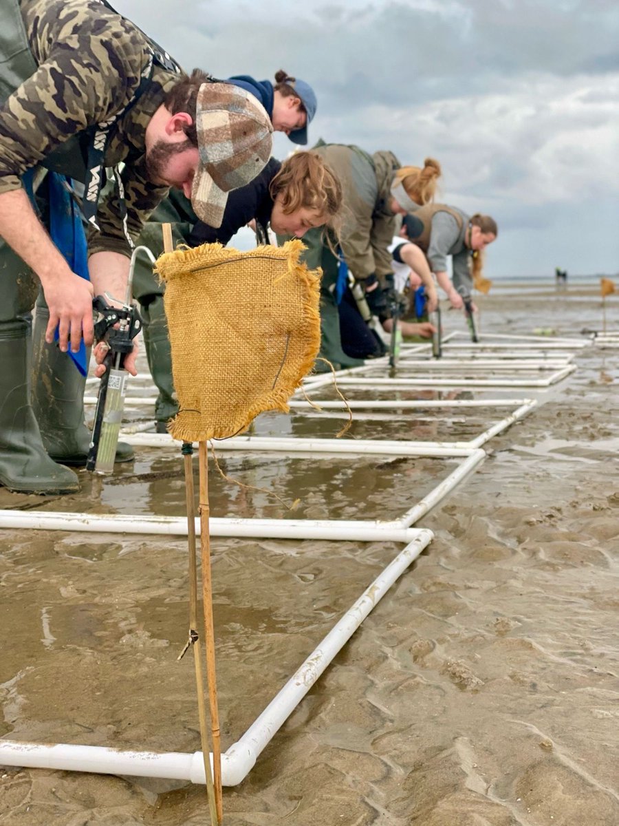 Project Seagrass tweet media