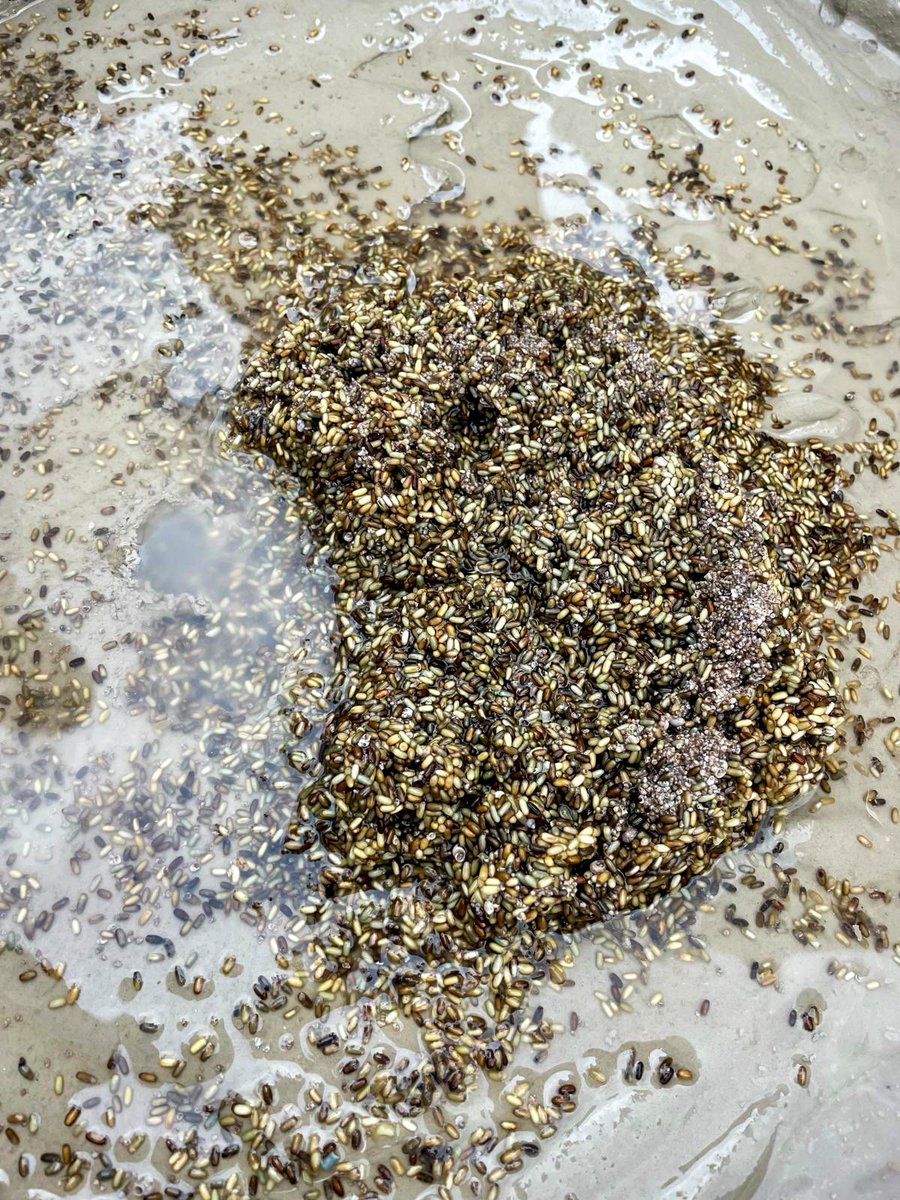 Project Seagrass tweet media