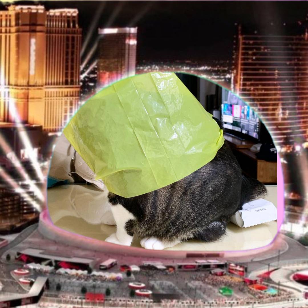 So its a cat but with a bag on its head? Genius.

$BAG