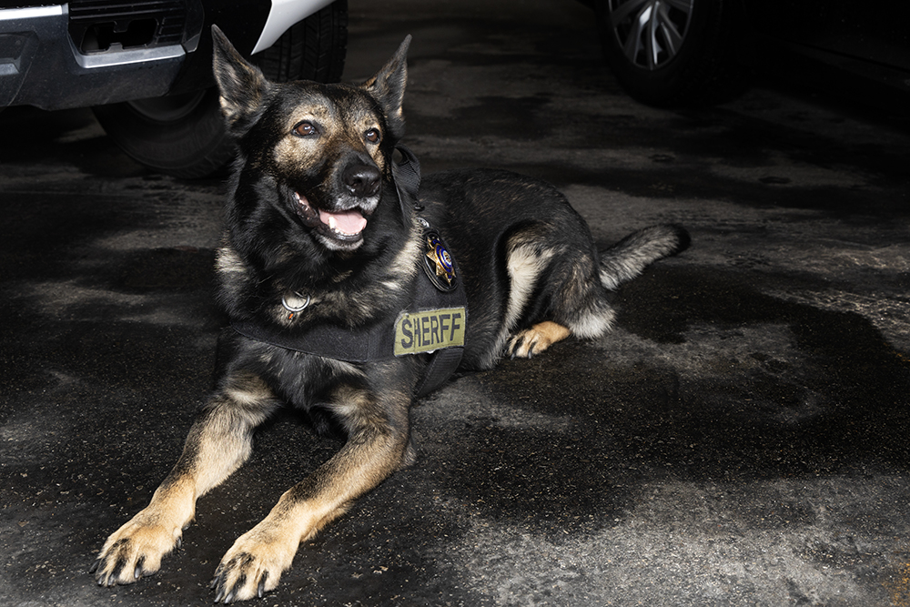 SLCO_Sheriff's tweet photo. 🐾🎖️ K-9 Veterans 🐾🎖️

In memory of the K-9s who have served and in honor of the K-9s currently serving thank you for your dedication to our community.

To our own K-9 Deputy Kylo and his partner Deputy Hintze we are thankful for your service!

#K9VeteransDay #ServiceDogSalute https://t.co/0yl2OZbwXu