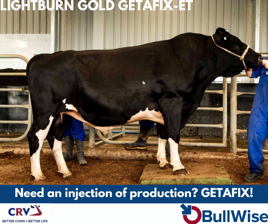 Is LIGHTBURN GOLD GETAFIX-ET the Daughter Proven Bull for you?

Check him out here: tinyurl.com/getafixisforyou

#Breeding24 #BullWiseAI #TeamDairy #CRV4ALL