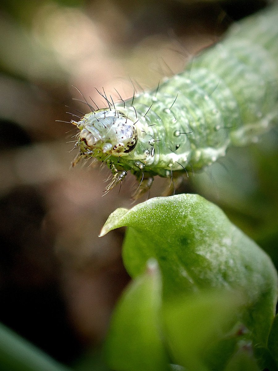 An adorable caterpillar exploring the allotment 🐛💚 I believe it will become a Silver Y (Autographa gamma) moth? 😍 #InsectThursday #caterpillar #naturelovers #wildlife #MothsMatter #insect #NatureBeauty #green #macrophotography #nature