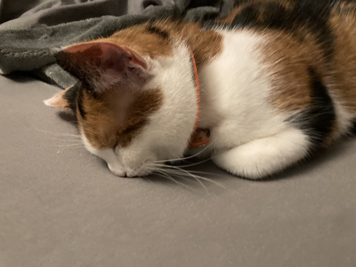 thewolfstrat's tweet photo. @moremarriott this is my dumbass cat.
Shes tinier than other cats her age, she doesnt listen to her name, she has absolutely no thoughts behind her eyes but she is cuddly and adorable (she also chills on my shoulders sometimes) + a few more pics ⬇️ https://t.co/s8SaOwiXyu