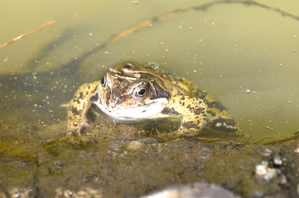 Cuttle_Brook's tweet photo. A #frog and frogspawn today in a ditch on the Cuttle Brook nature reserve in #Thame @TVERC1 @RiverThameCT @froglifers @Freshwaterhabs @ThameTC https://t.co/dmcId3YAnp