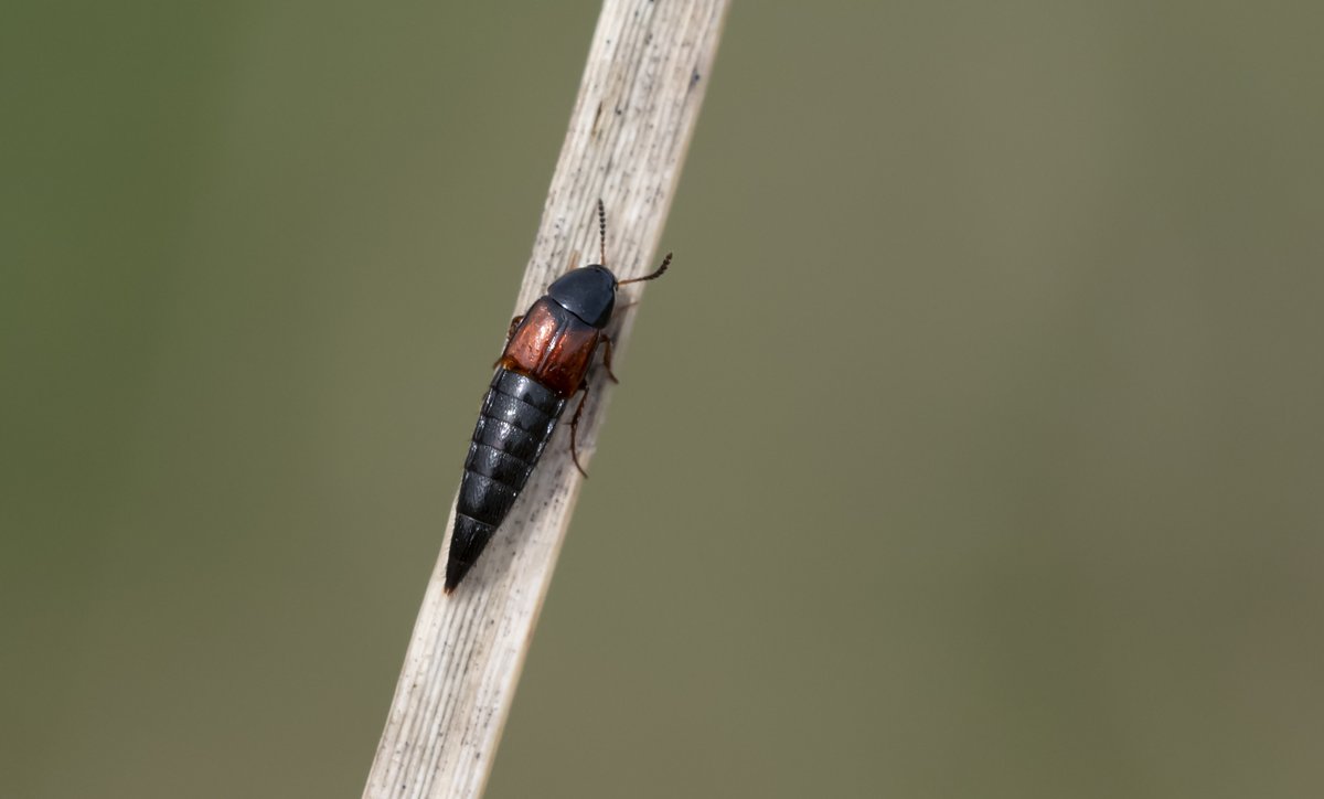 A great day out in the sun today. 11 butterflies seen including 3 Brimstone, 3 Peacock, Comma and Red Admiral. Also a stunning little Rove Beetle, Glow-worm larva and 4 Wall Brown larvae. @SussexWildlife @BCSussex @graemelyons @sdnpa