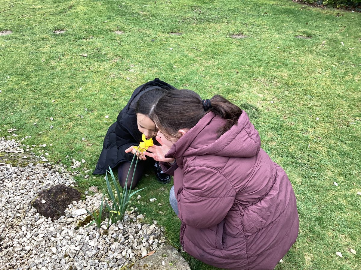 SAB_B28's tweet photo. Today the eco councillors were spring cleaning . They cleaned out the shed and were surprised by the amount of spiders . 🕷️luckily they know spiders are good for our garden.we also saw lots of signs of spring with daffodils beginning to bloom. #springis here🌞💐 https://t.co/pkUXFGP3Sm