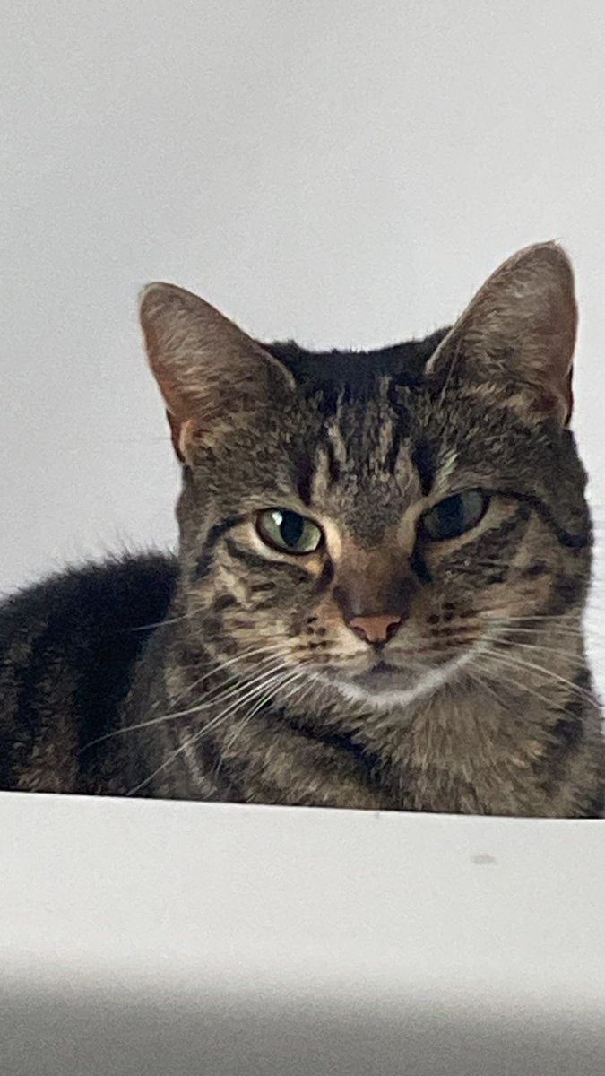 Y1pp3e_'s tweet photo. @moremarriott This is cindy, cindy loves attention and like looking at herself in the mirror for hours at a time https://t.co/xzn6oHFKj1