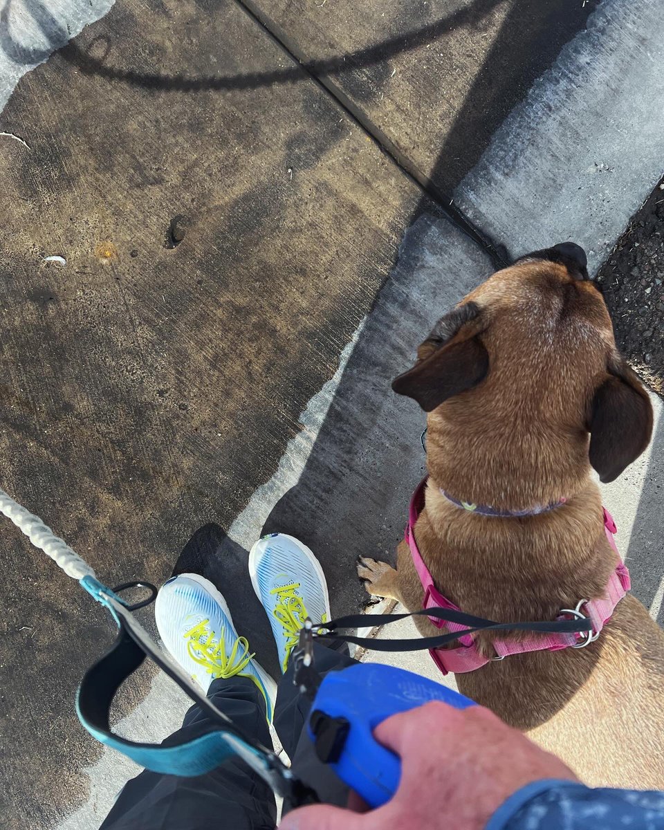 sean110423's tweet image. Me and the girls got an easy 25 minutes in on a beautiful morning. Going to miss this once school starts back Monday. Ran 2.55 miles with Nike⁠ Run Club #dogrunning #texasrunners #coachesruntoo #NRC