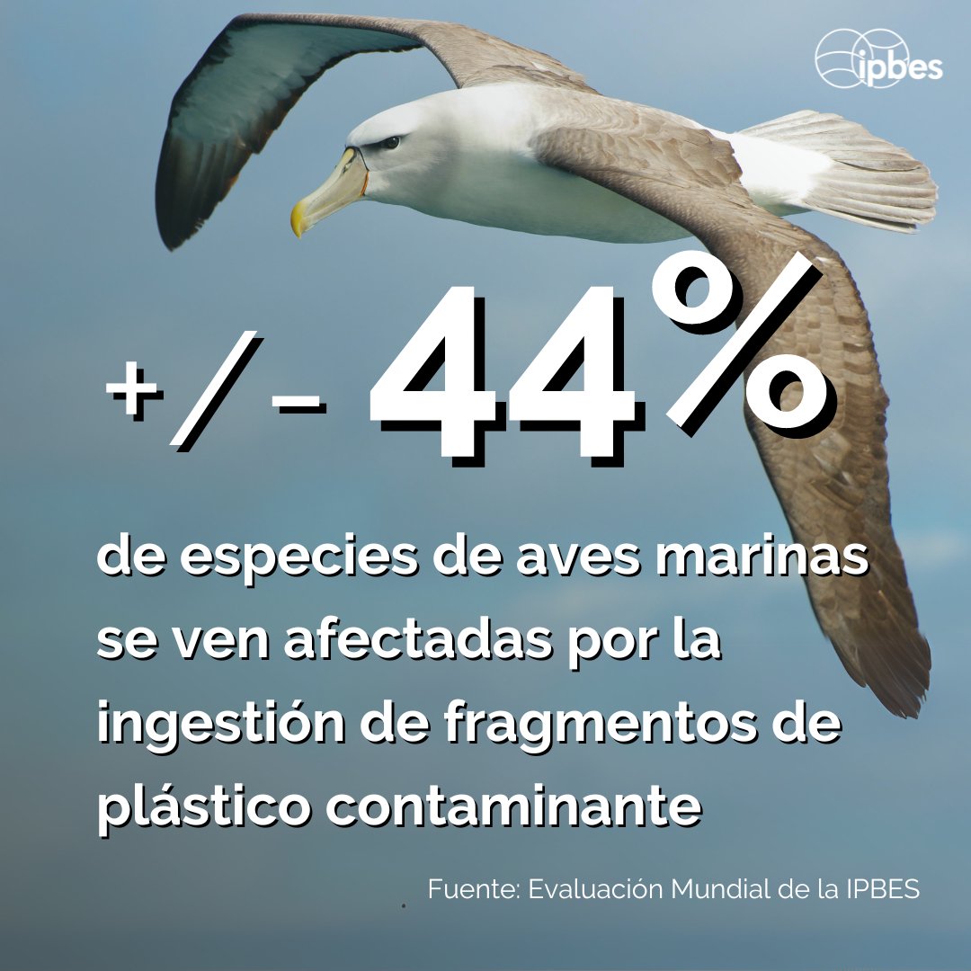 ¿Sabías que la ingestión de fragmentos de plástico afecta al menos a 267 especies, incluido el 44% de las especies de aves marinas? 🤔 - #EvaluaciónMundial de la @IPBES Hagamos frente a la #ContaminaciónPorPlástico para salvar la vida marina. 🌍