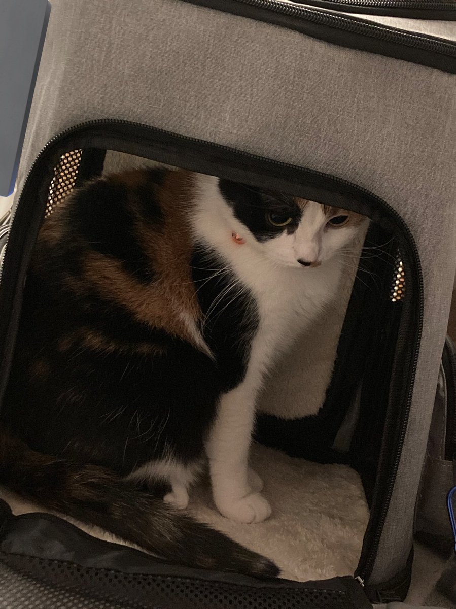 thewolfstrat's tweet photo. @moremarriott additionally, she is fascinated by bananas and tries eating her collar (especially her resin tag) if given the chance
she is also a good kitty that goes places with me in her bagpack (which is another great image proving that she has no thoughts behind her eyes.just a little guy) https://t.co/tVymzM99mh