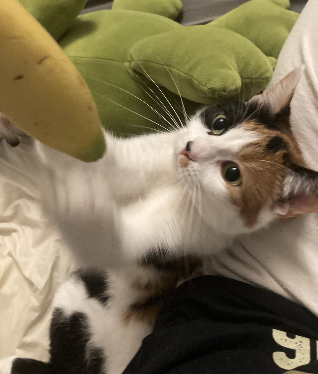 thewolfstrat's tweet photo. @moremarriott additionally, she is fascinated by bananas and tries eating her collar (especially her resin tag) if given the chance
she is also a good kitty that goes places with me in her bagpack (which is another great image proving that she has no thoughts behind her eyes.just a little guy) https://t.co/tVymzM99mh