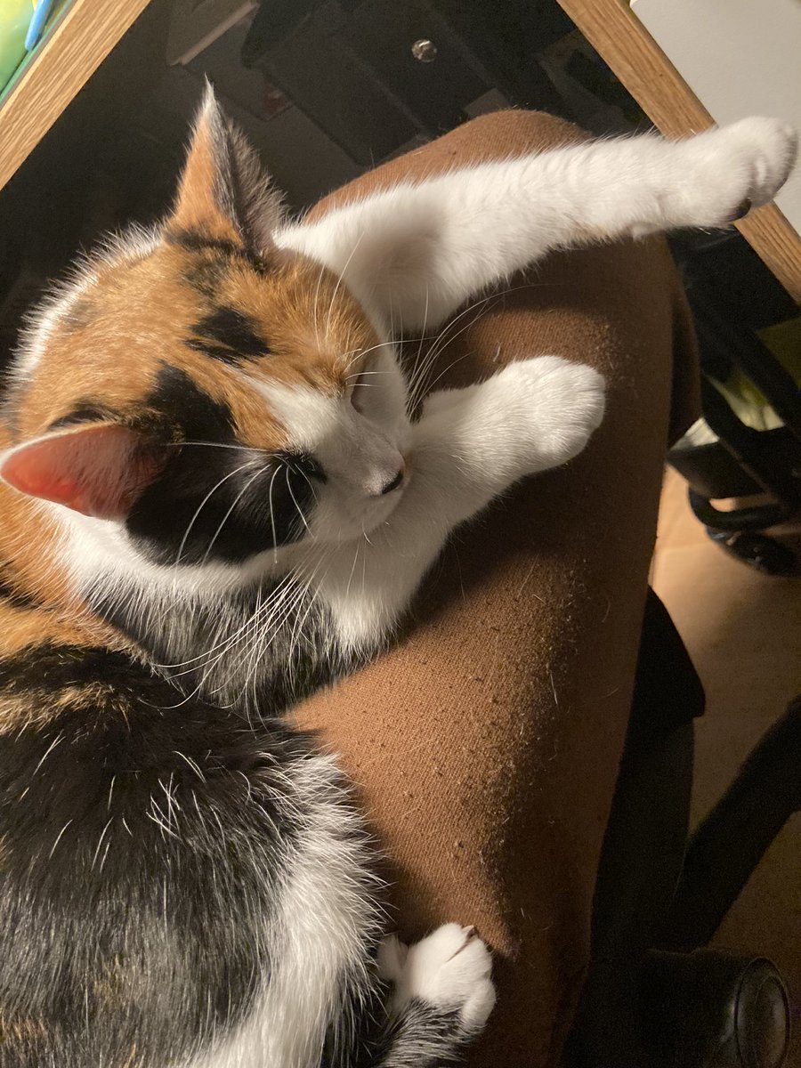 thewolfstrat's tweet photo. @moremarriott additionally, she is fascinated by bananas and tries eating her collar (especially her resin tag) if given the chance
she is also a good kitty that goes places with me in her bagpack (which is another great image proving that she has no thoughts behind her eyes.just a little guy) https://t.co/tVymzM99mh