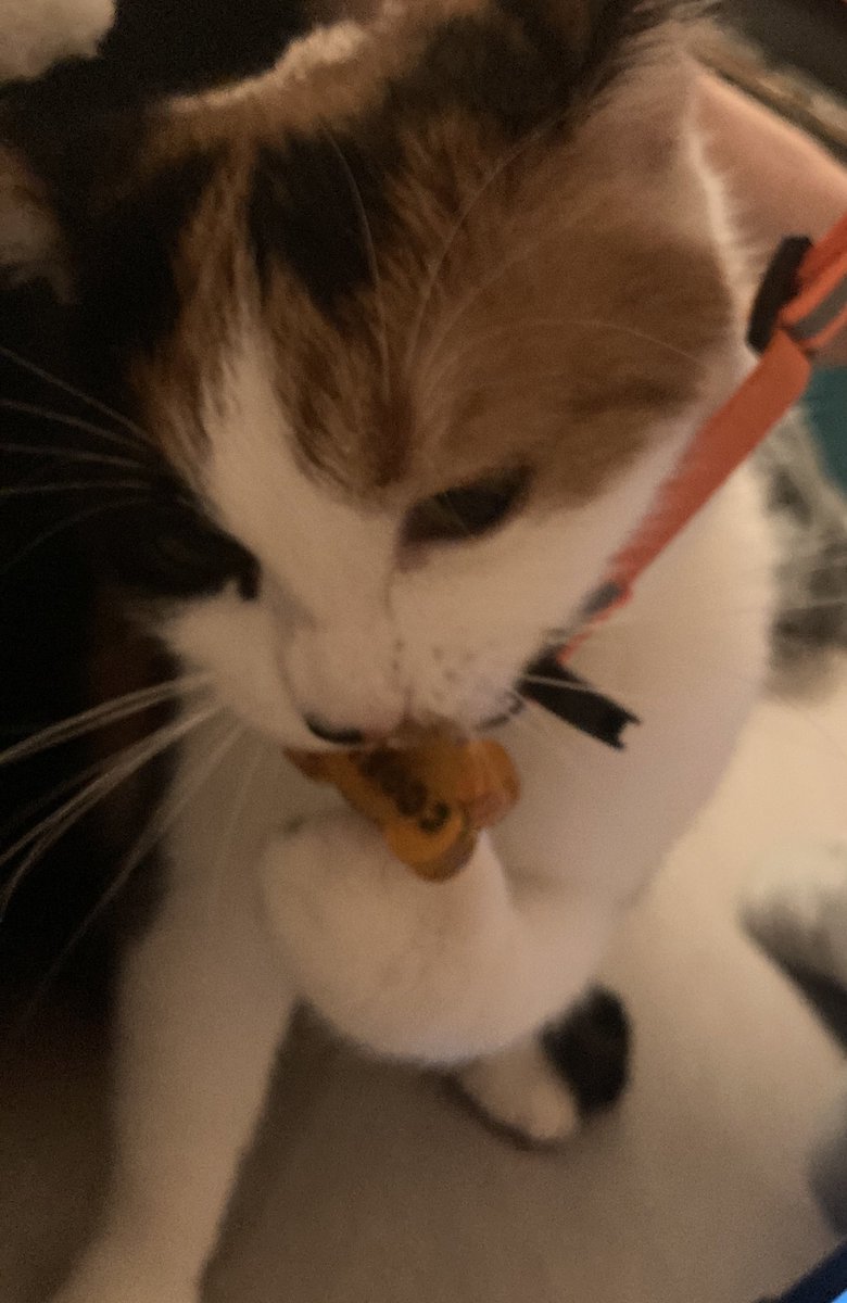 thewolfstrat's tweet photo. @moremarriott additionally, she is fascinated by bananas and tries eating her collar (especially her resin tag) if given the chance
she is also a good kitty that goes places with me in her bagpack (which is another great image proving that she has no thoughts behind her eyes.just a little guy) https://t.co/tVymzM99mh